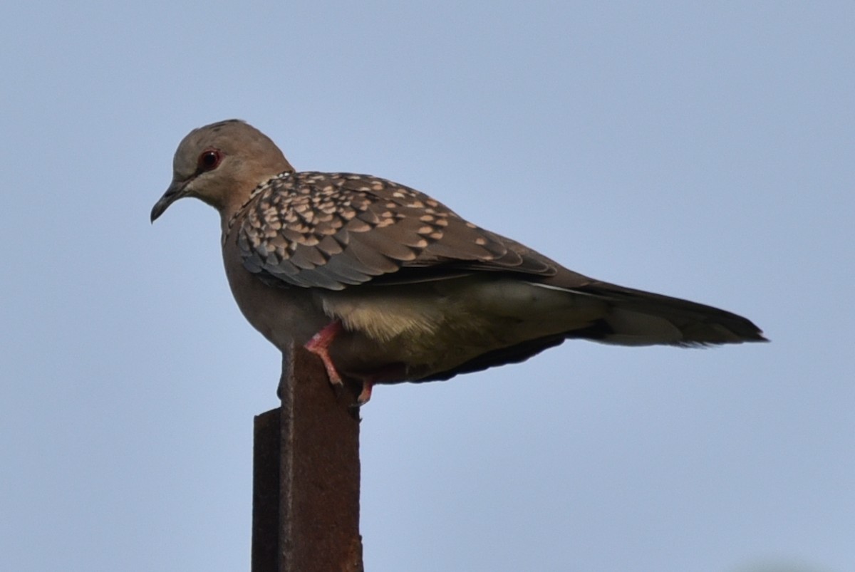 Spotted Dove - ML620369589