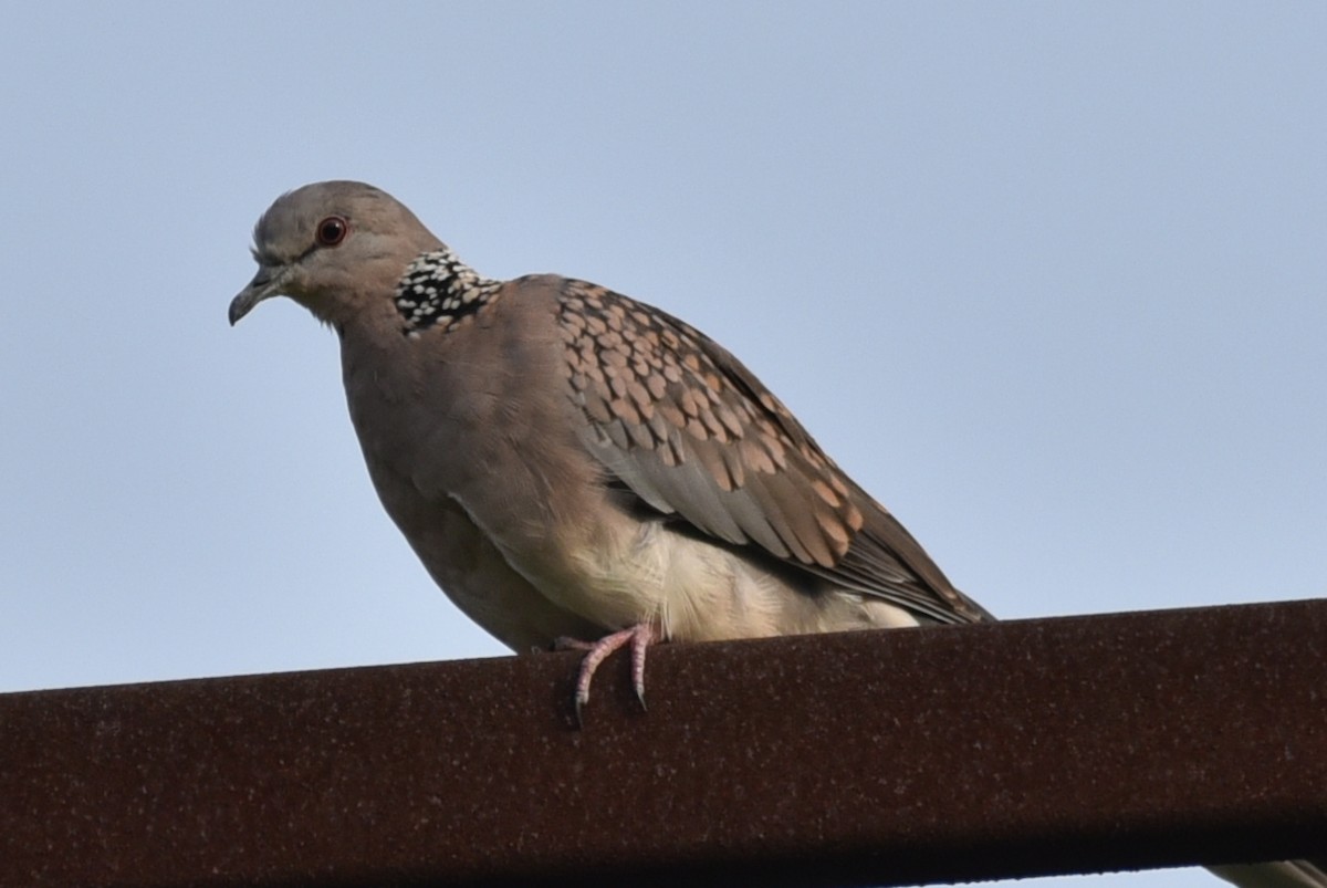 Spotted Dove - ML620369590