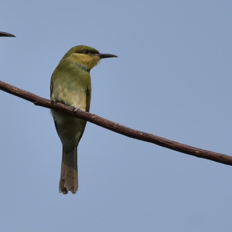 Asian Green Bee-eater - ML620369608