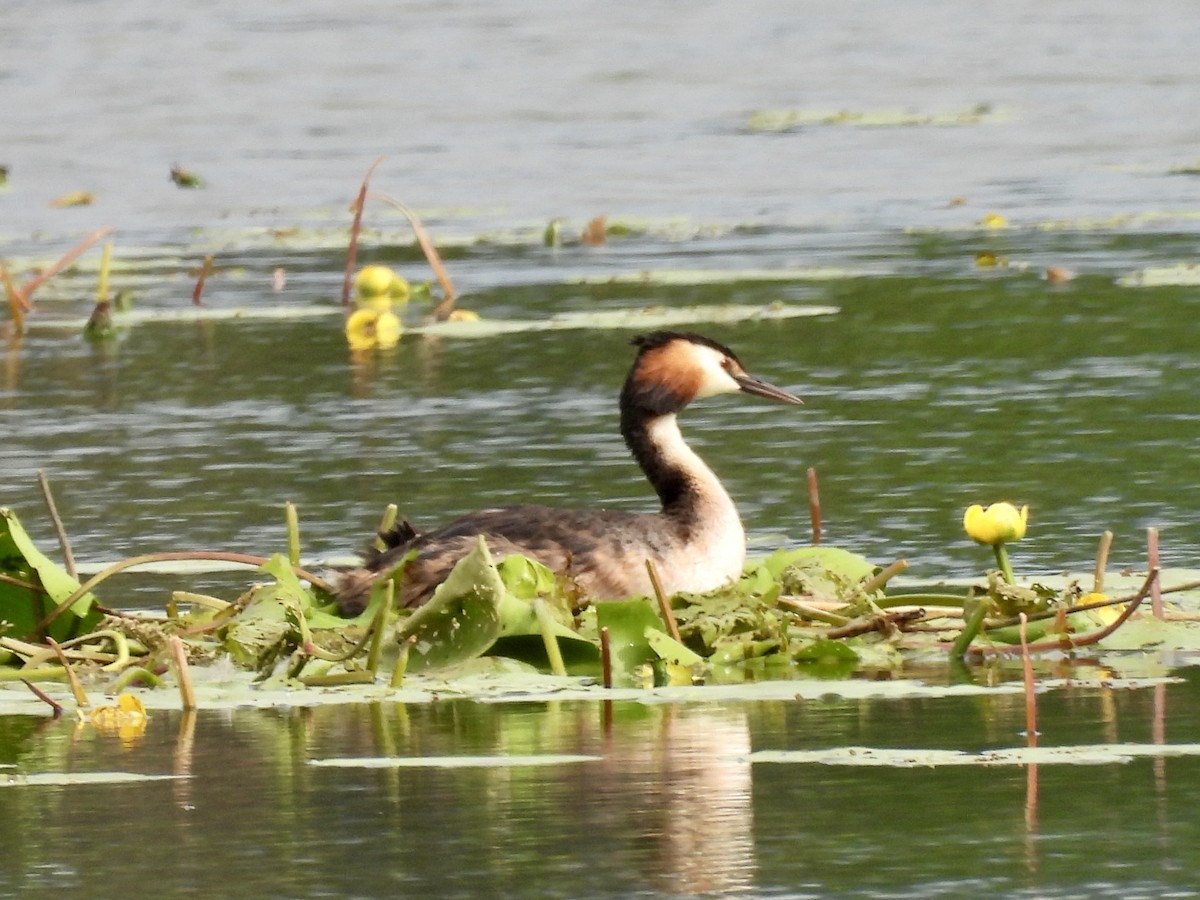 Great Crested Grebe - ML620369616