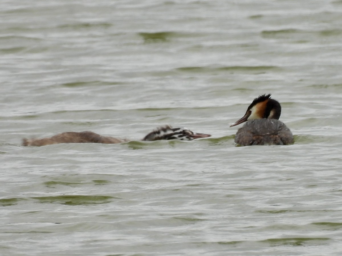 Great Crested Grebe - ML620369617