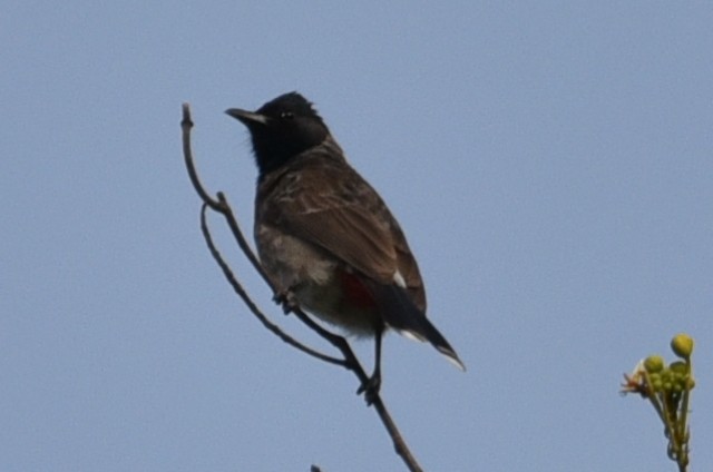 Red-vented Bulbul - ML620369618
