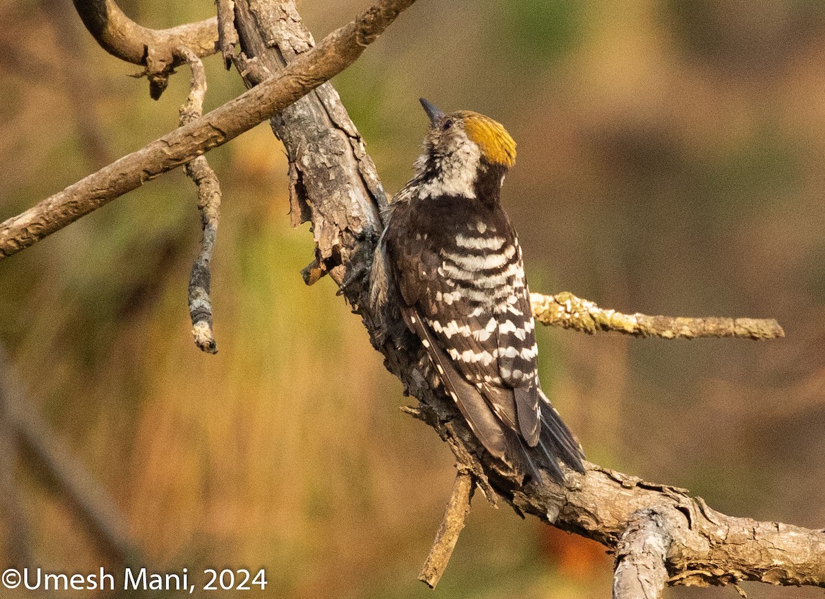 Brown-fronted Woodpecker - ML620369620