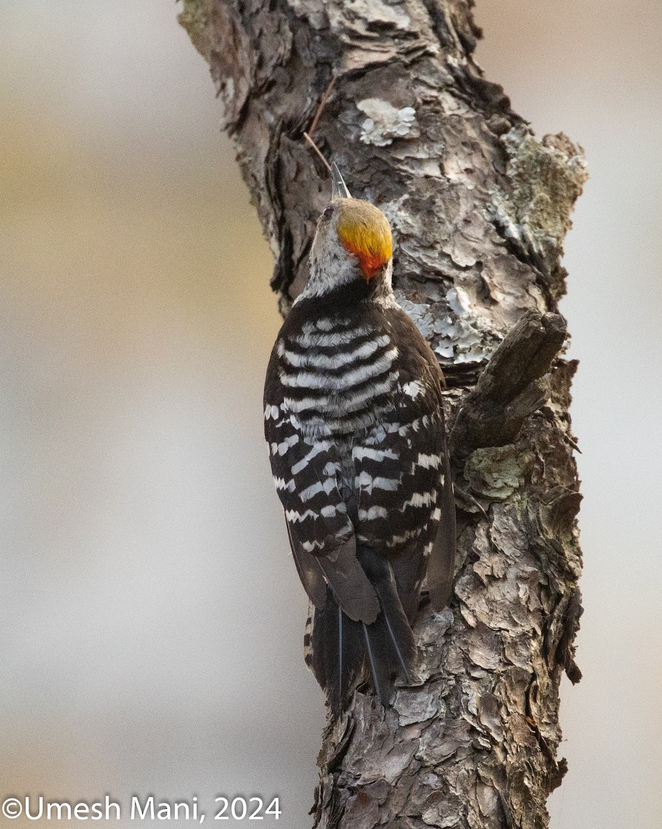 Brown-fronted Woodpecker - ML620369621