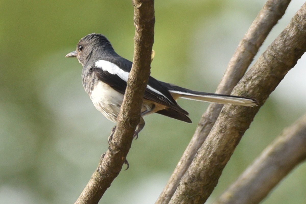 Oriental Magpie-Robin - ML620369622