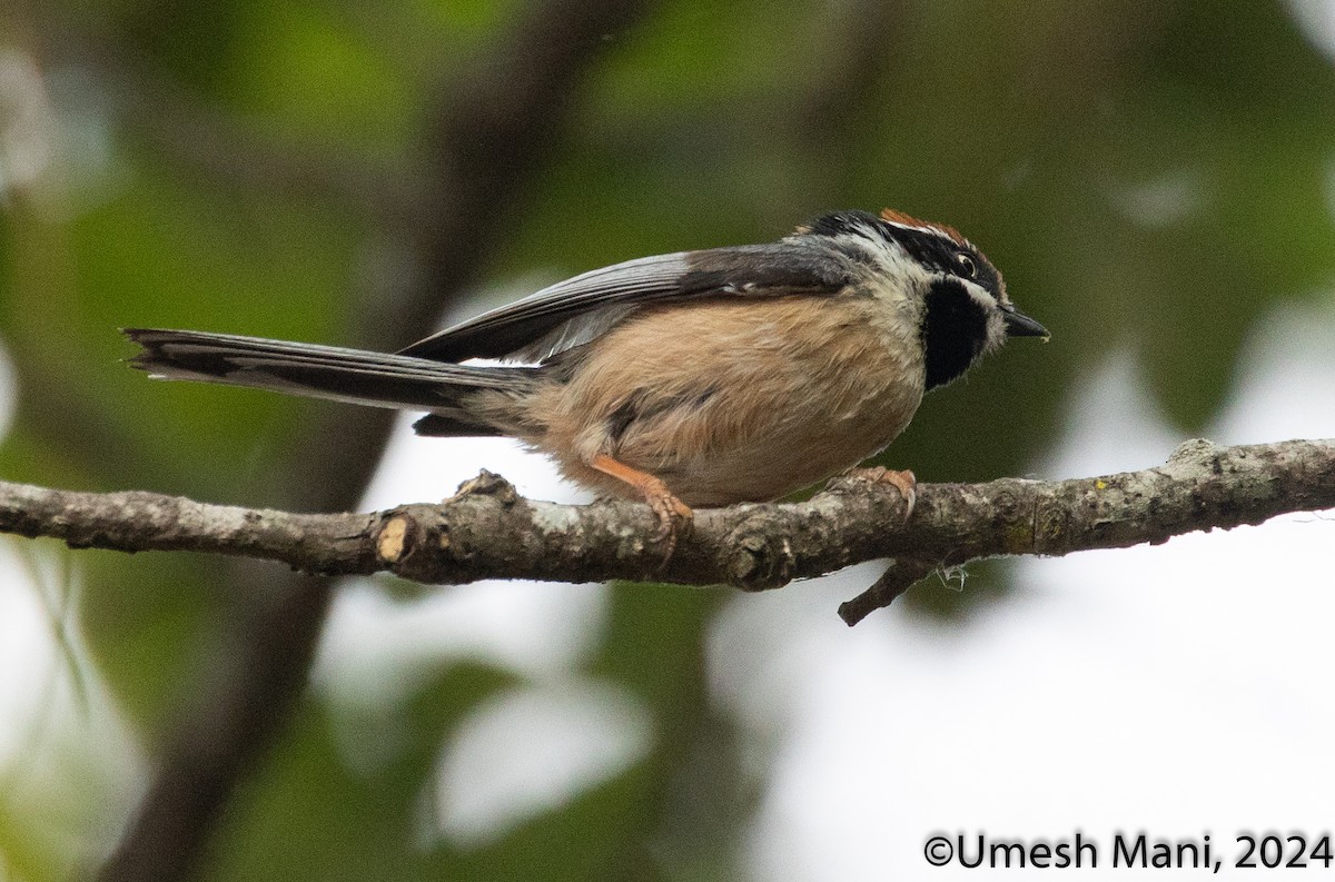 Black-throated Tit - ML620369673