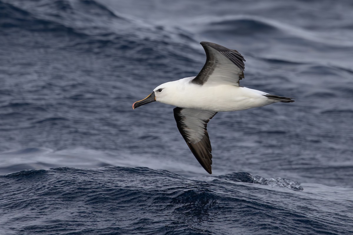 Indian Yellow-nosed Albatross - Dave Howes
