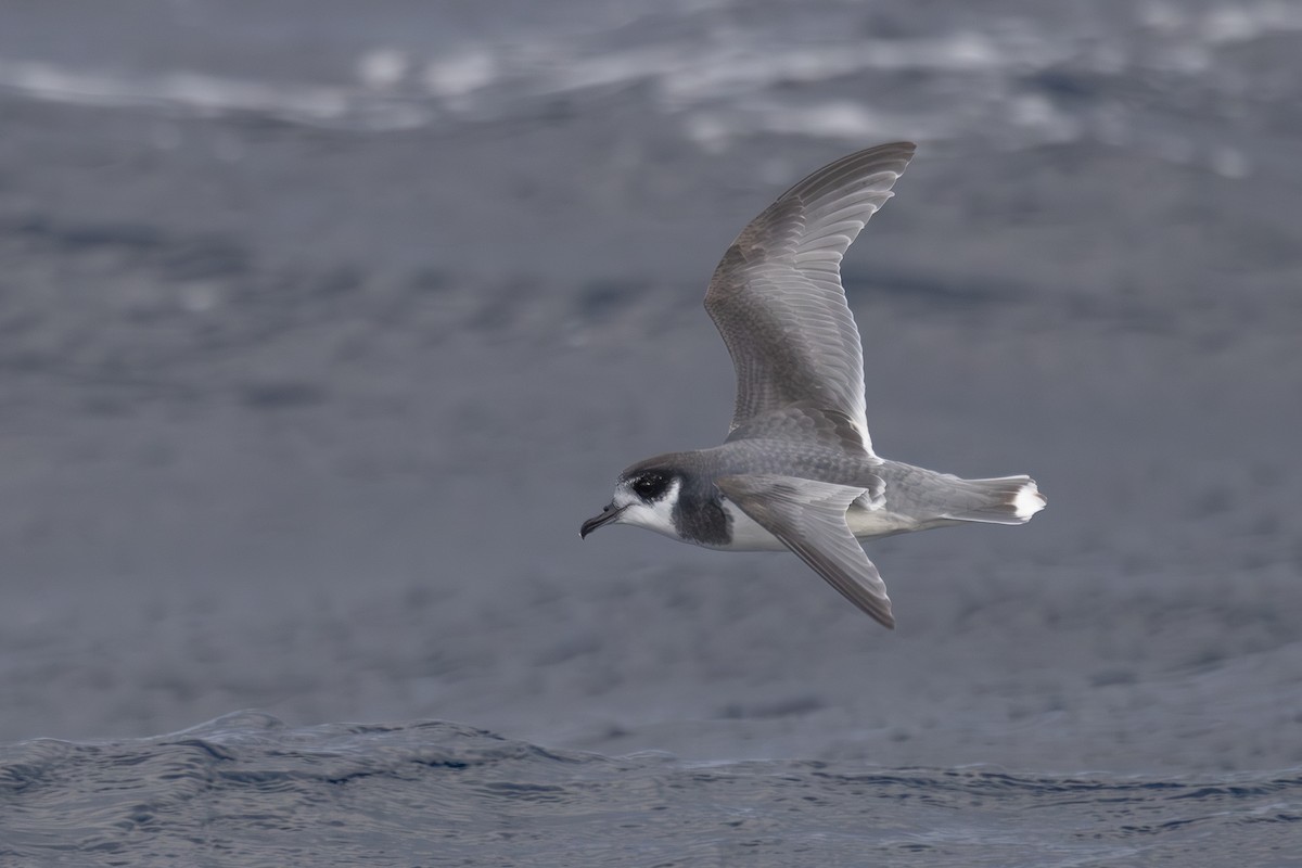 Petrel Azulado - ML620369690