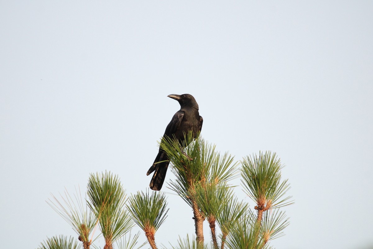 Large-billed Crow - ML620369691