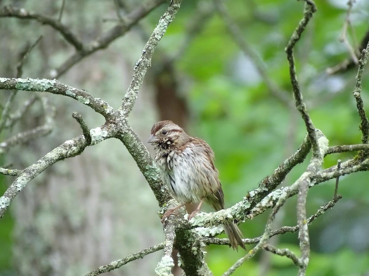 Song Sparrow - ML620369705