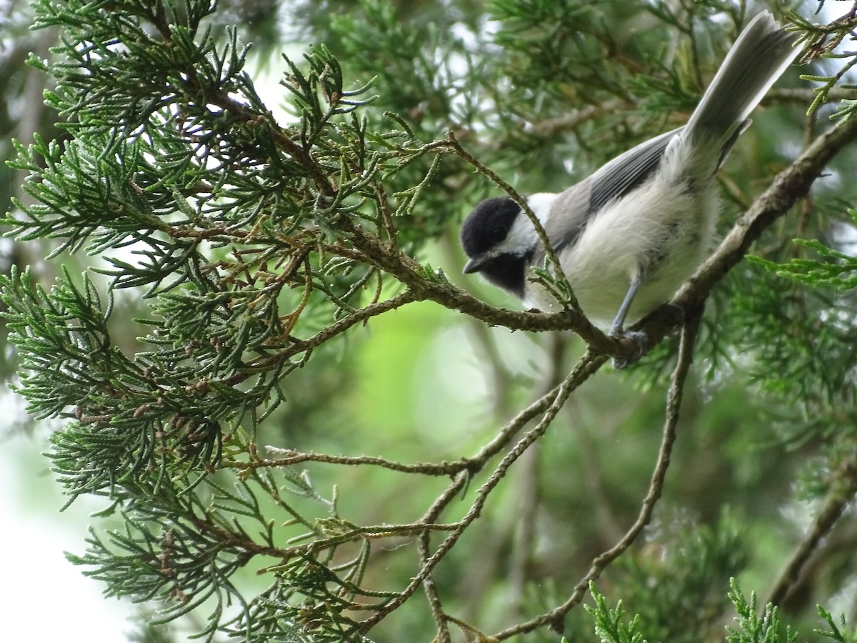 Carolina/Black-capped Chickadee - Anagha R