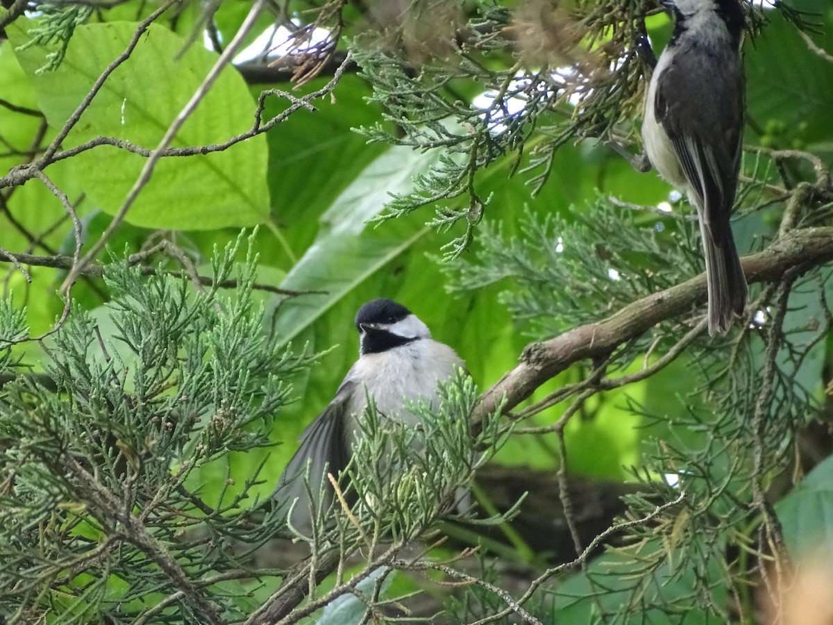 Mésange de Caroline ou M. à tête noire - ML620369710