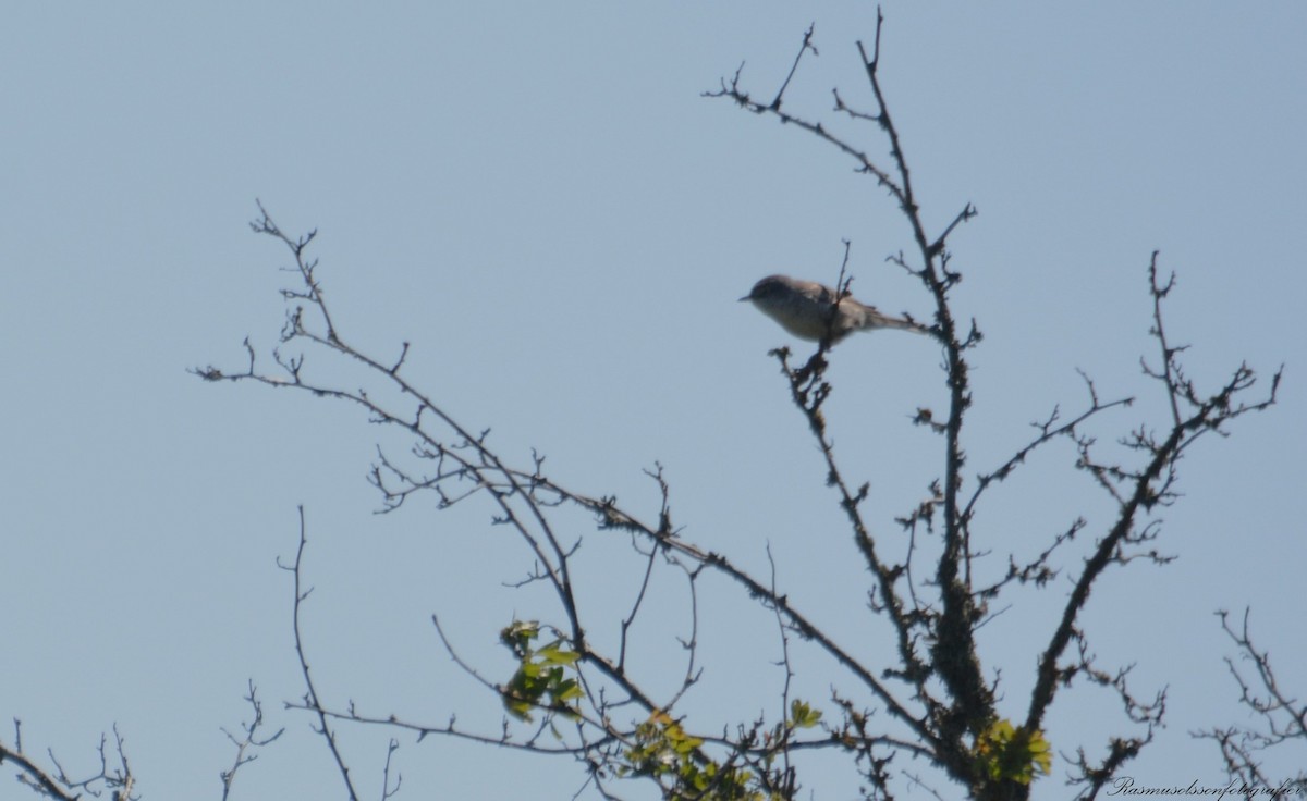 Barred Warbler - Rasmus Olsson