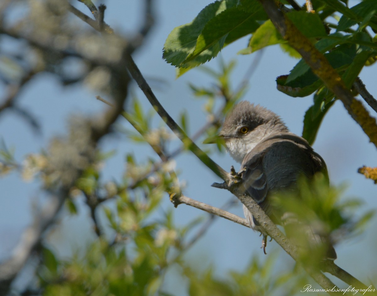 Barred Warbler - ML620369732