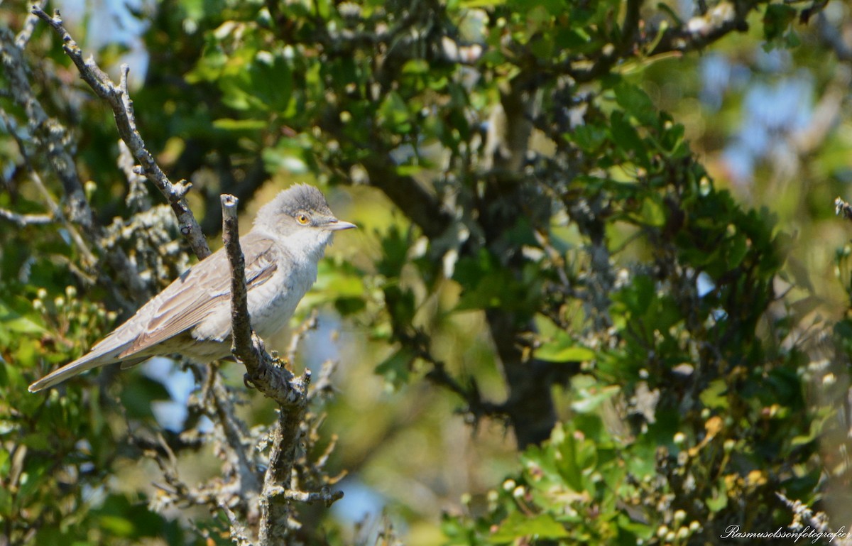 Barred Warbler - ML620369733