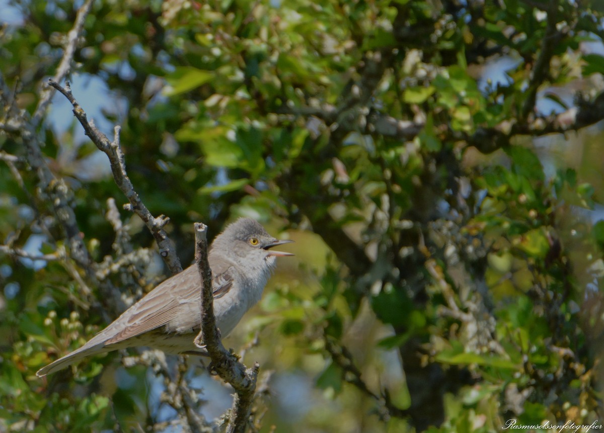 Barred Warbler - ML620369734