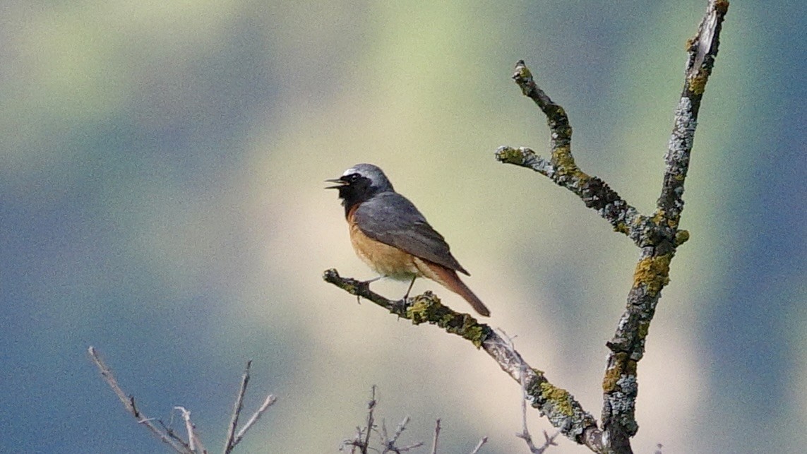 Common Redstart - ML620369760