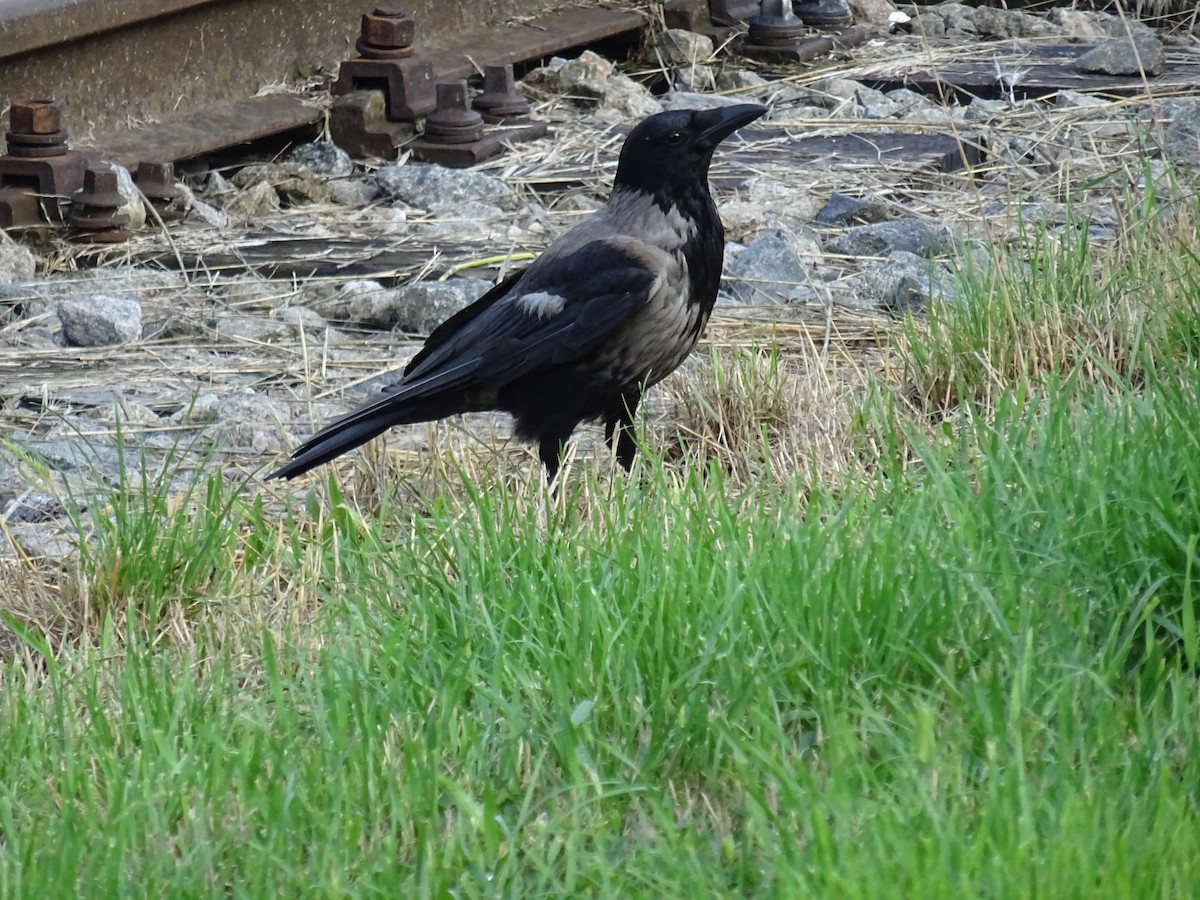 Hooded Crow - ML620369765