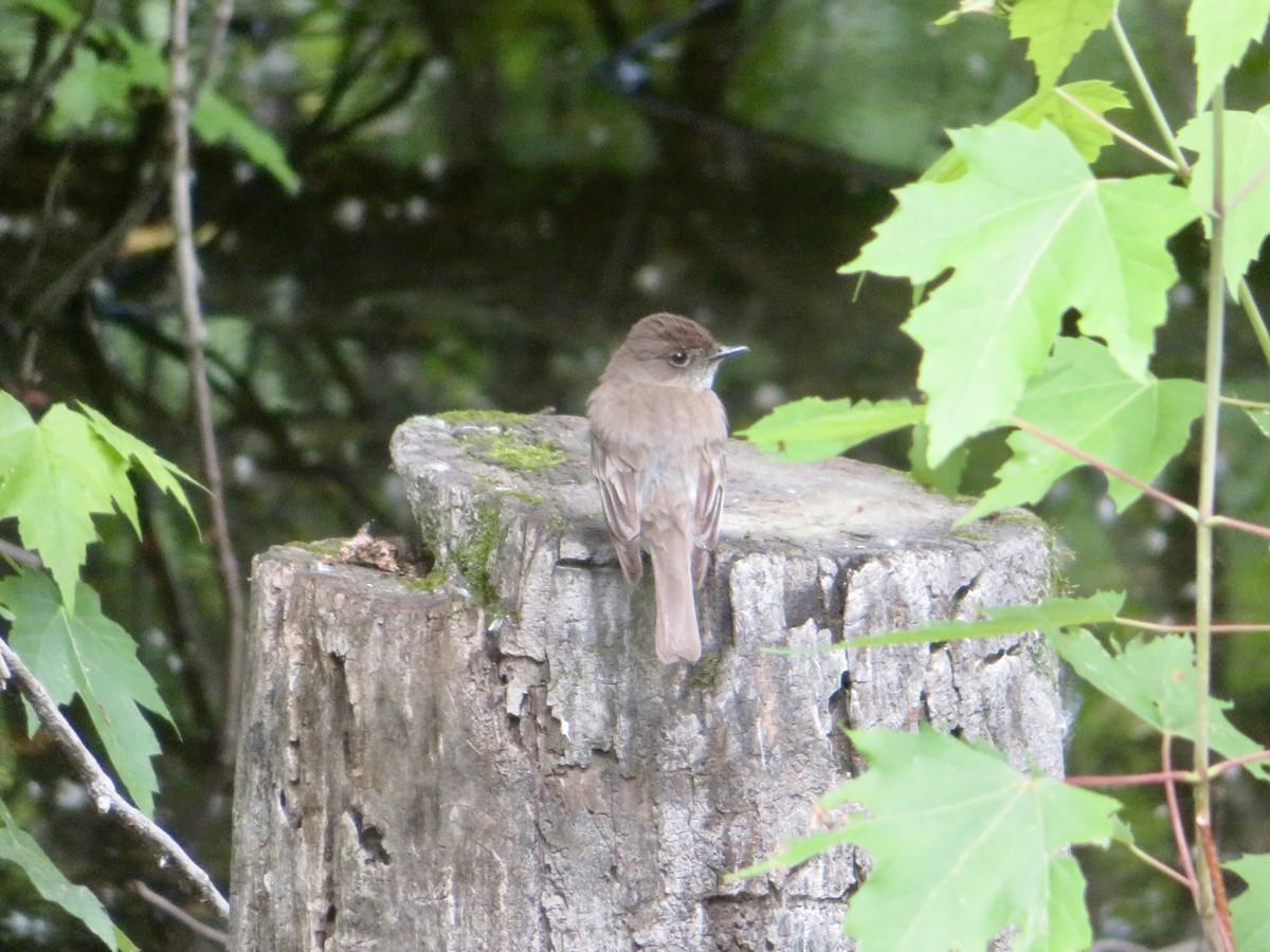 Eastern Phoebe - ML620369772