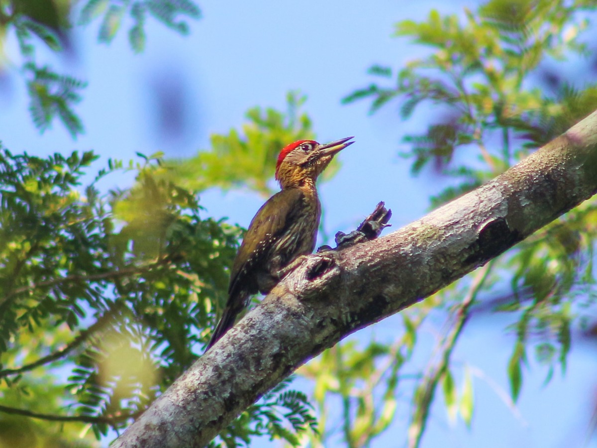 Laced Woodpecker - ML620369775