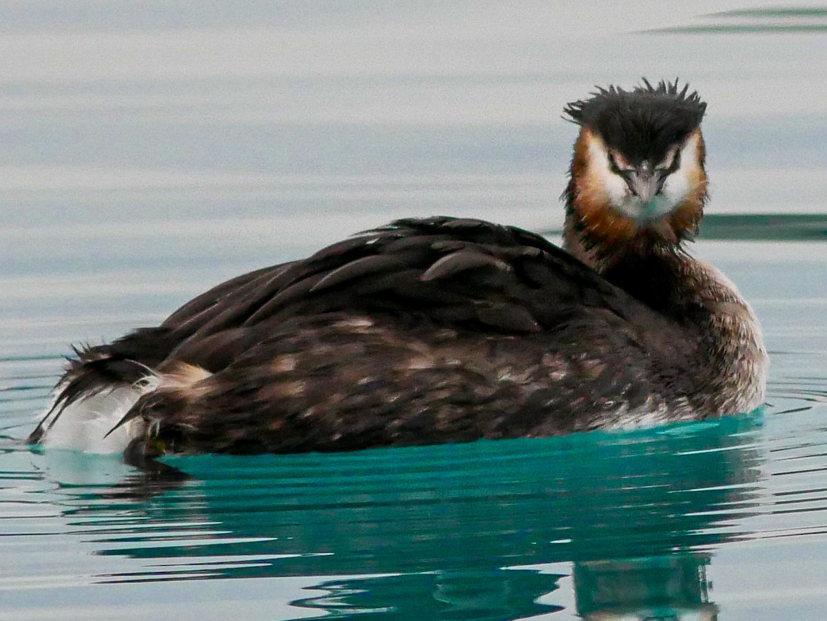 Great Crested Grebe - ML620369776