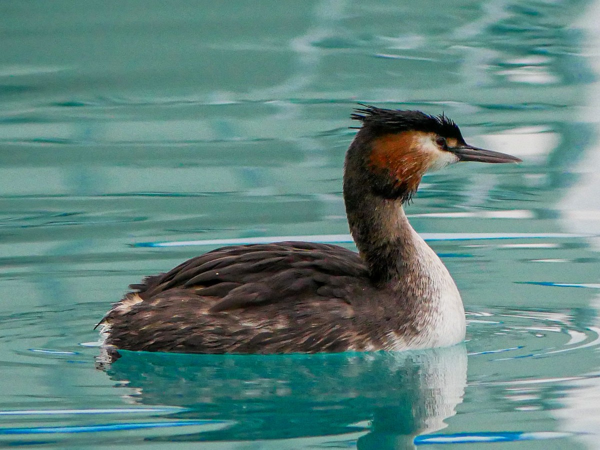 Great Crested Grebe - ML620369777
