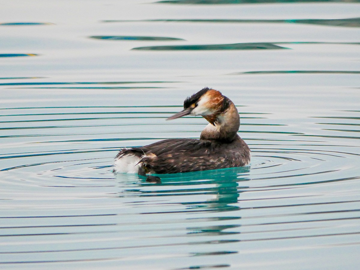 Great Crested Grebe - ML620369778