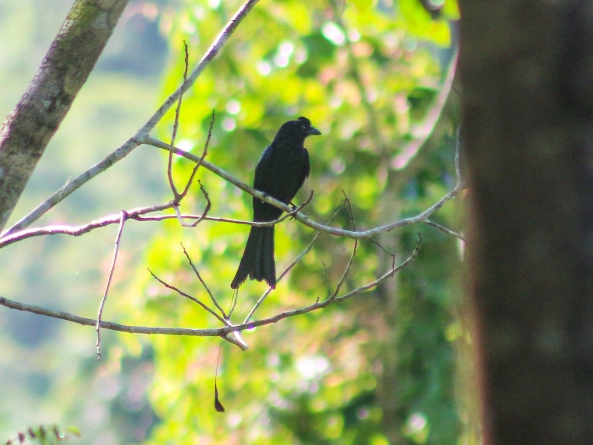 Greater Racket-tailed Drongo - ML620369779