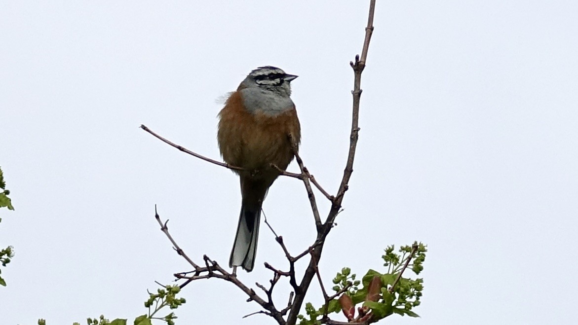 Rock Bunting - ML620369796