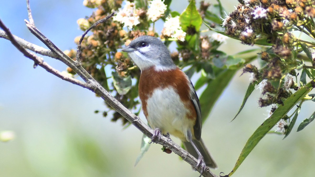 Bay-chested Warbling Finch - ML620369820