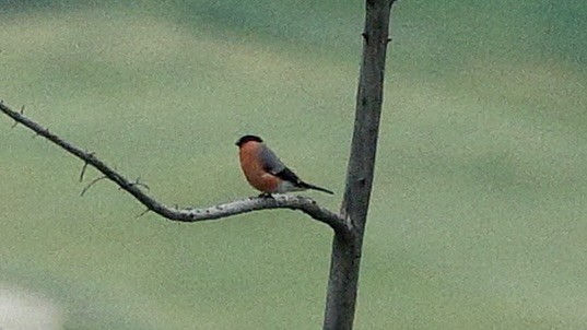 Eurasian Bullfinch - ML620369823