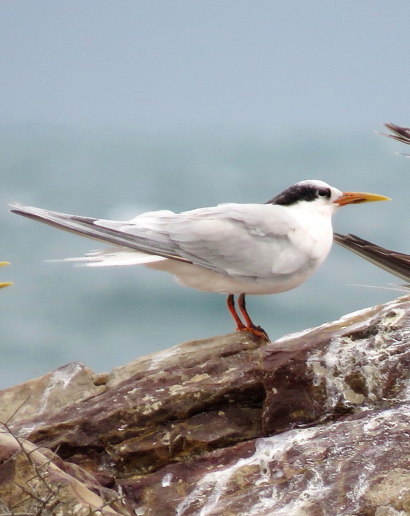 Sandwich x Elegant Tern (hybrid) - ML620369831