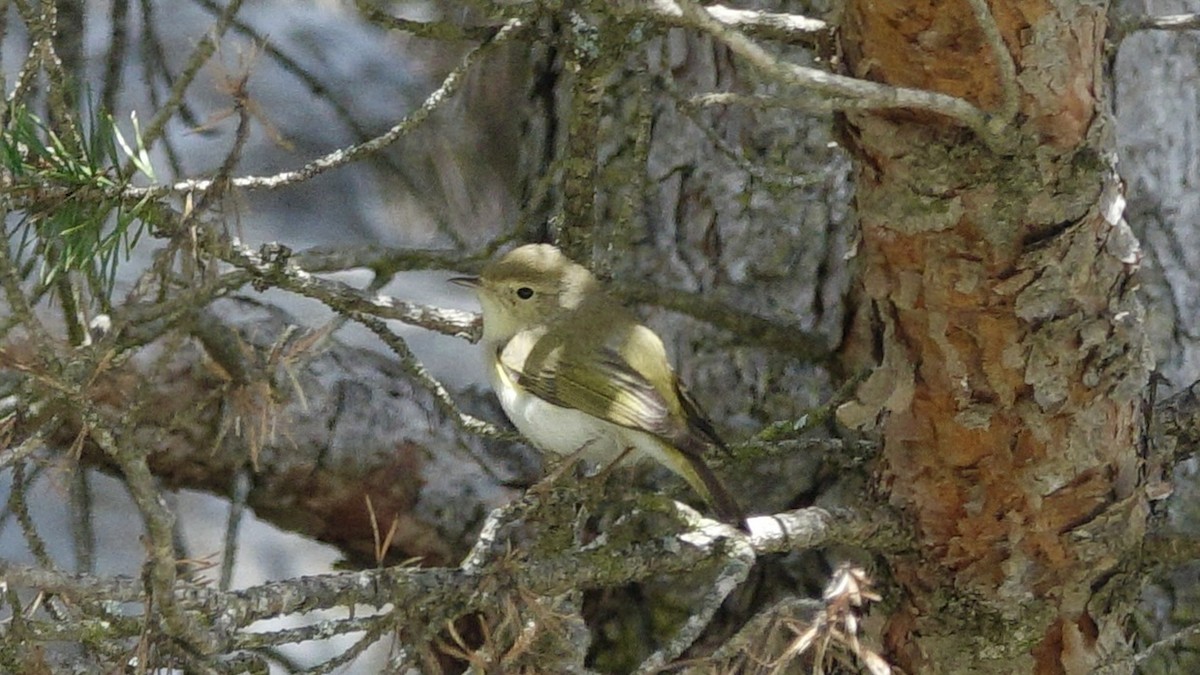 Western Bonelli's Warbler - ML620369838