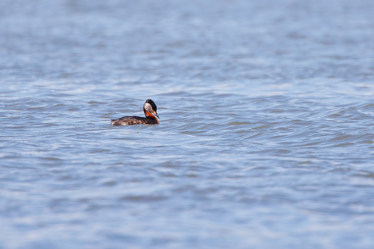 Red-necked Grebe - ML620369854