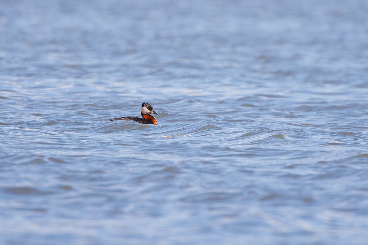 Red-necked Grebe - ML620369855