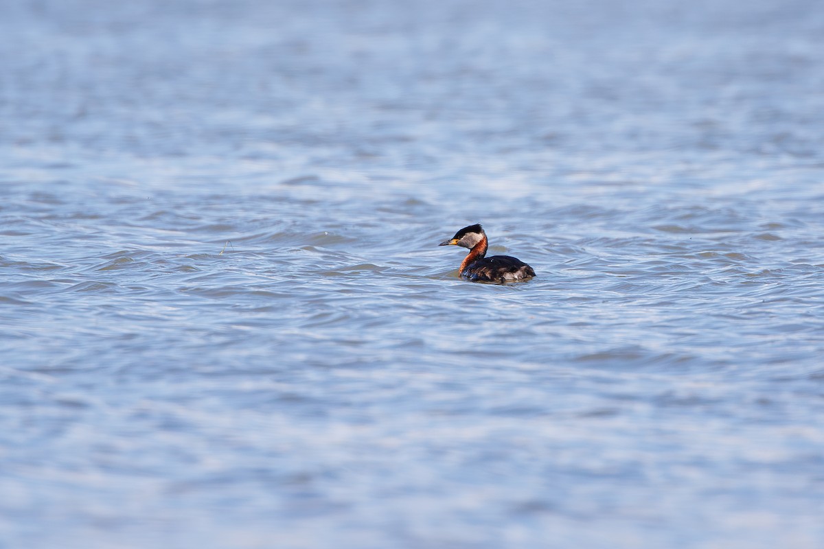 Red-necked Grebe - ML620369856