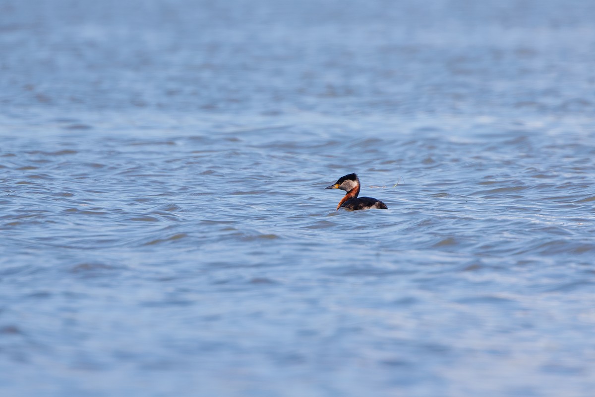 Red-necked Grebe - ML620369857