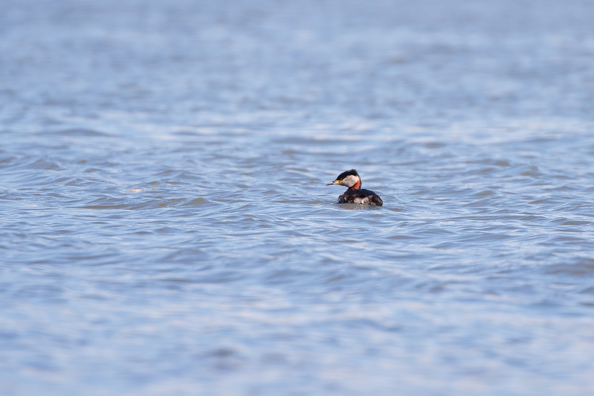 Red-necked Grebe - ML620369858