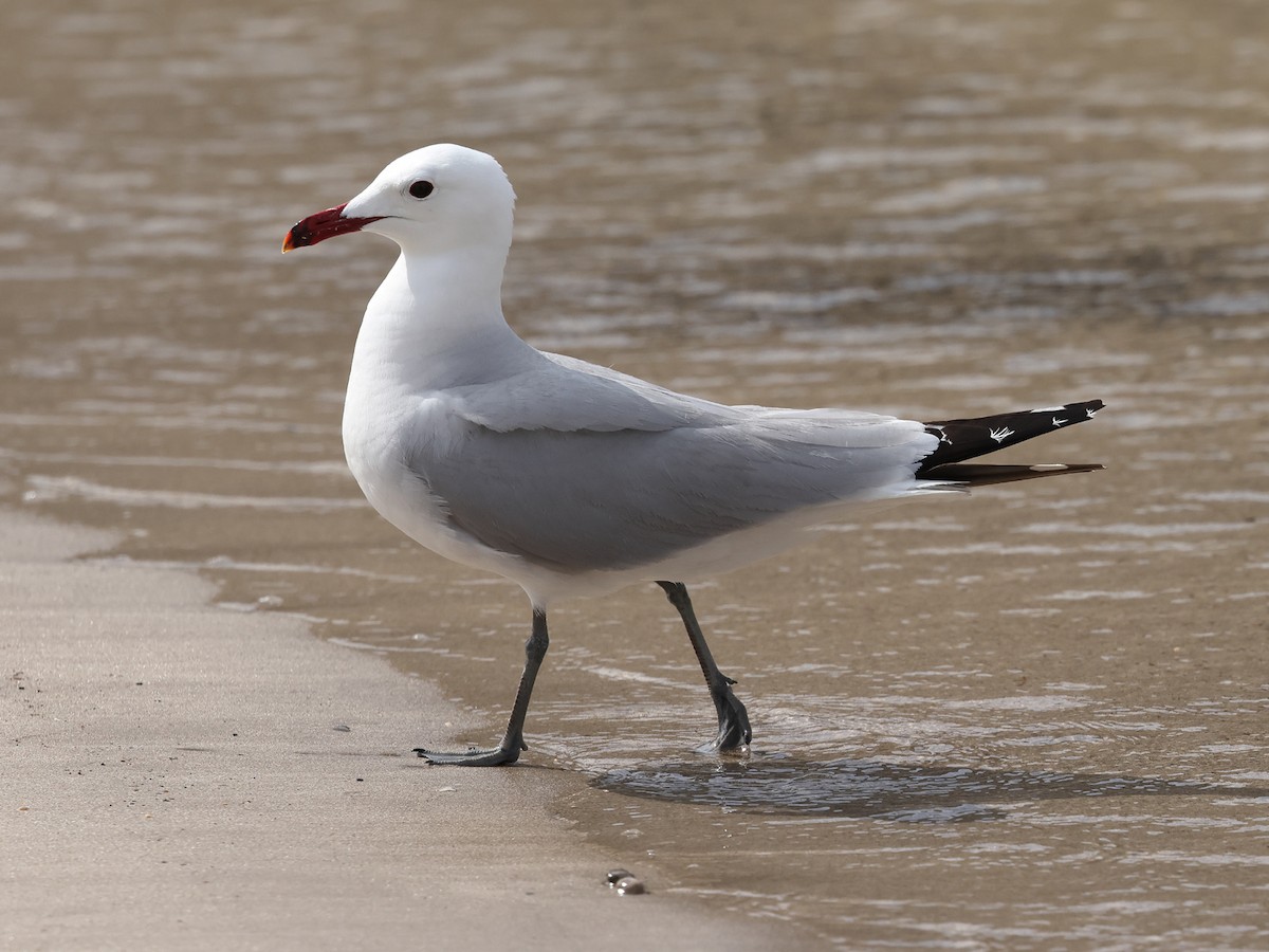 Audouin's Gull - ML620369875