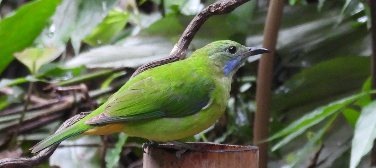 Orange-bellied Leafbird - ML620369882