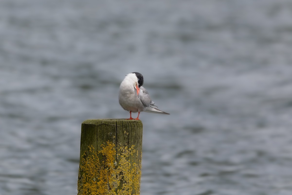Common Tern - ML620369888