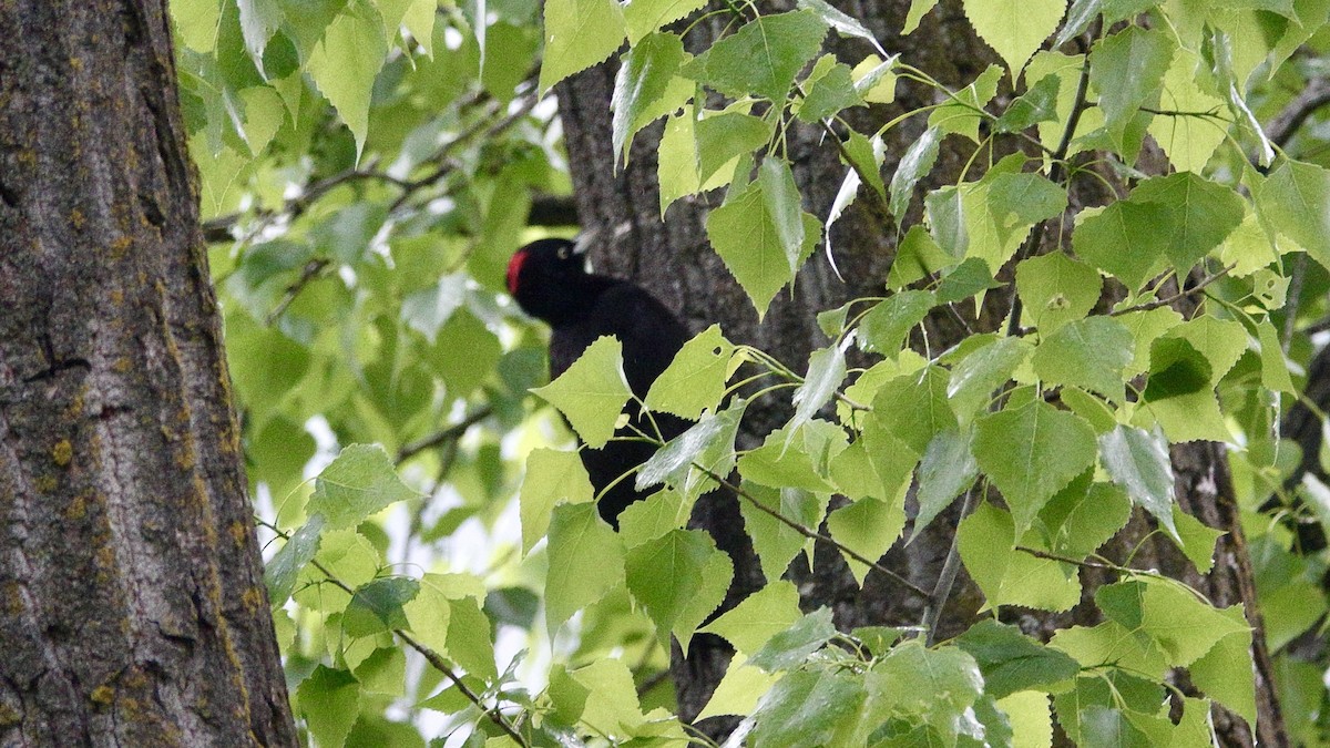 Black Woodpecker - ML620369889