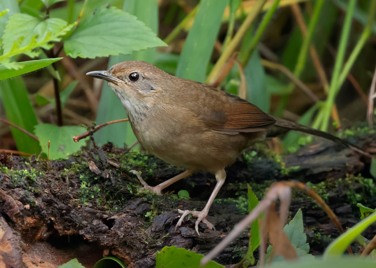 Russet Bush Warbler - ML620369896