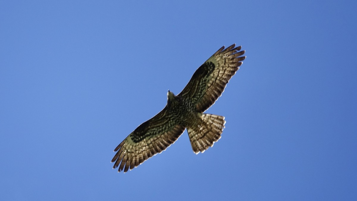 European Honey-buzzard - ML620369897