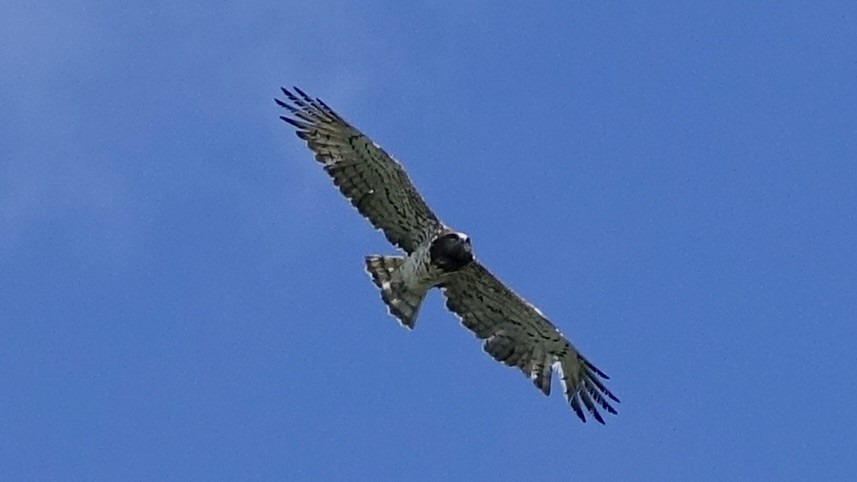 Short-toed Snake-Eagle - ML620369898