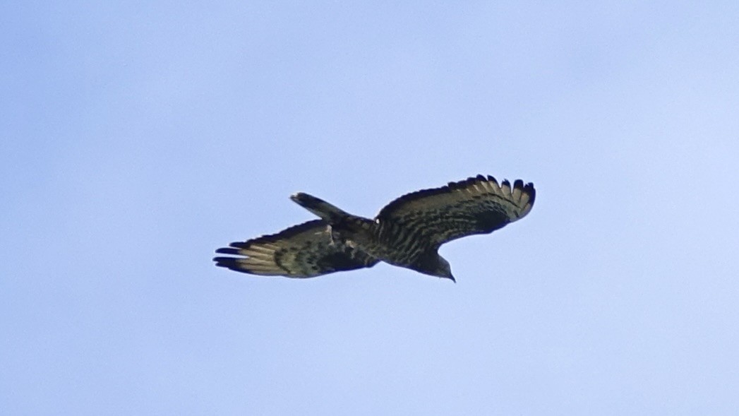 European Honey-buzzard - ML620369903