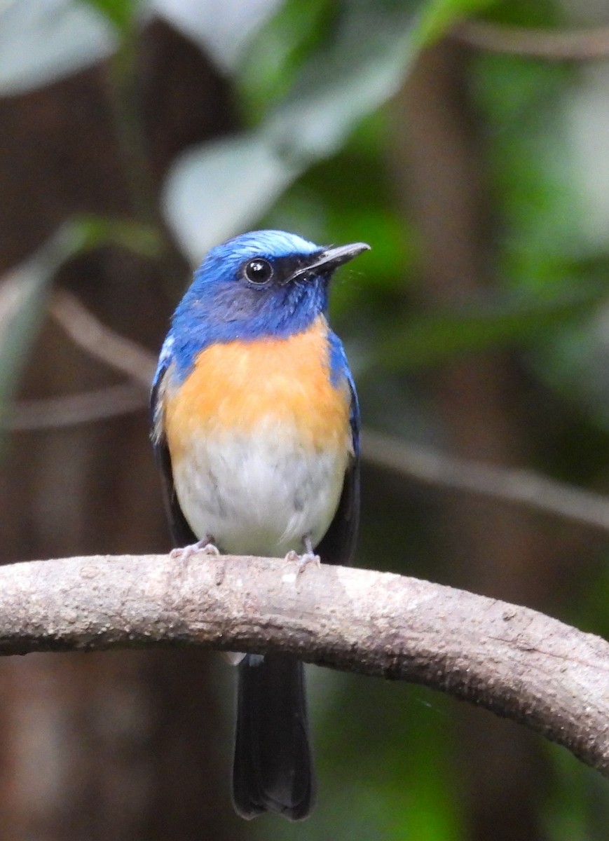 Hainan Blue Flycatcher (Western Orange-breasted) - ML620369908