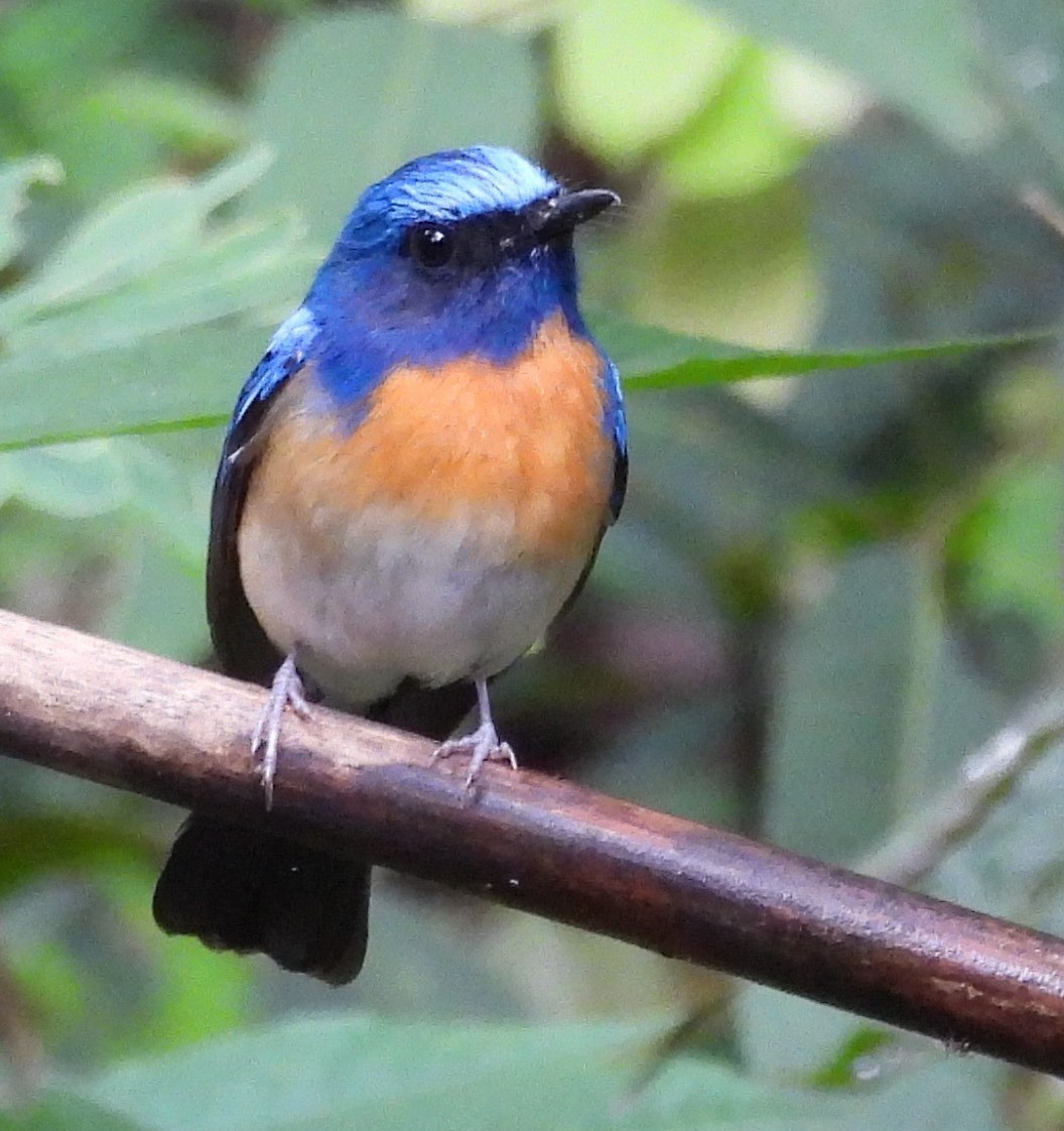 Hainan Blue Flycatcher (Western Orange-breasted) - Charlie Andrews