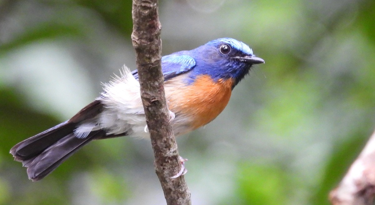 Hainan Blue Flycatcher (Western Orange-breasted) - ML620369914