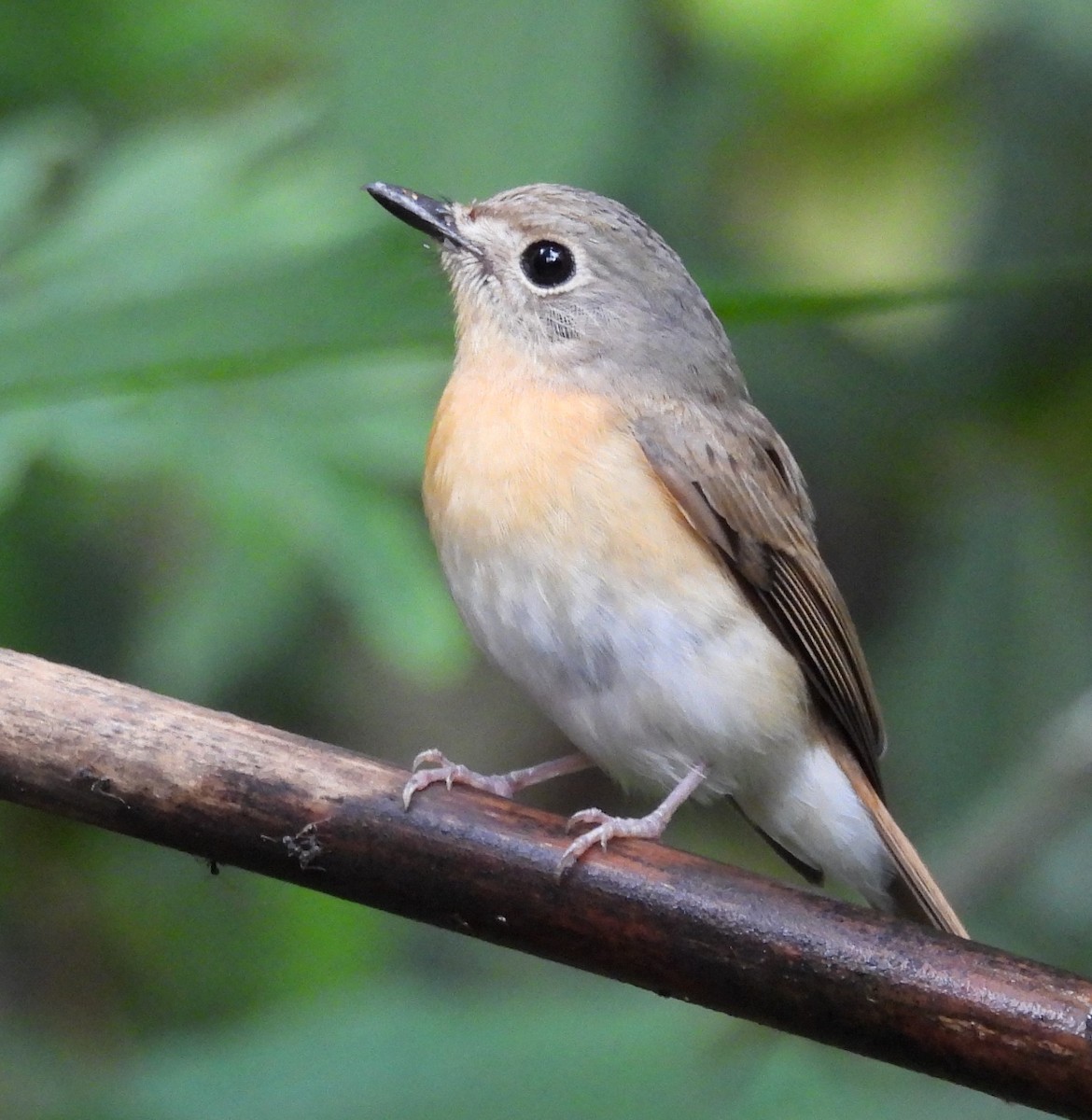Hainan Blue Flycatcher (Western Orange-breasted) - Charlie Andrews
